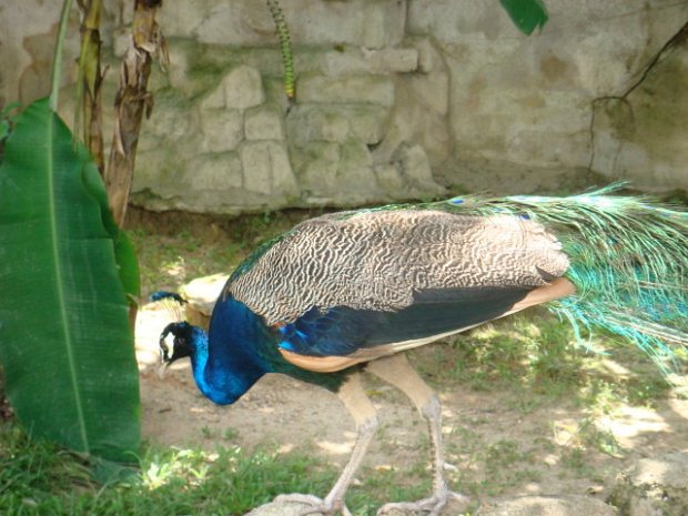 KL Zoo